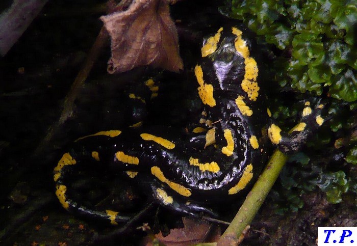Salamandra salamandra - Salamandre 2